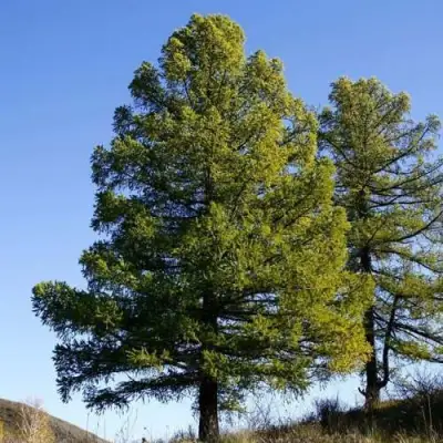 Лиственница сибирская в Колодищи