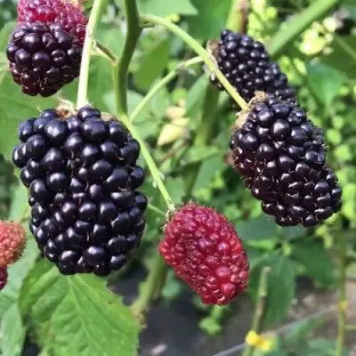 Ежевика ПРАЙМ АРК ФРИДОМ ремонтантная  в Колодищи