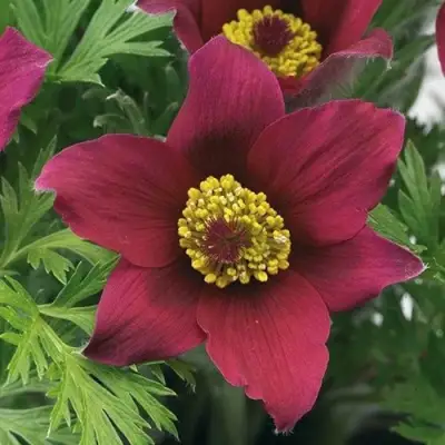 Прострел ПИНВИЛ РЕД ШЕЙДЕС в Колодищи