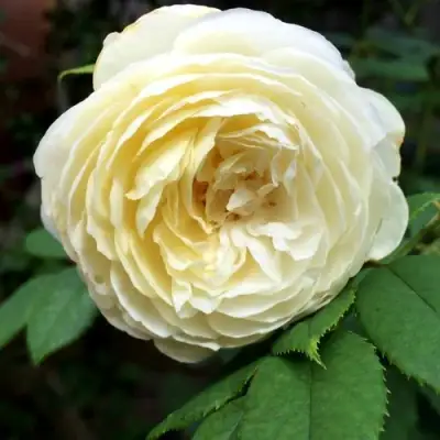 Роза КЛЭР ОСТИН английская в Колодищи