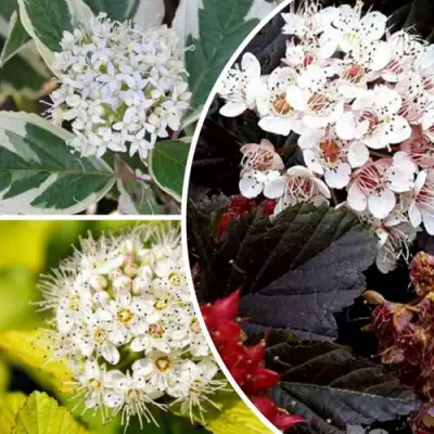 Комплект ЯРКАЯ ВСПЫШКА в Колодищи