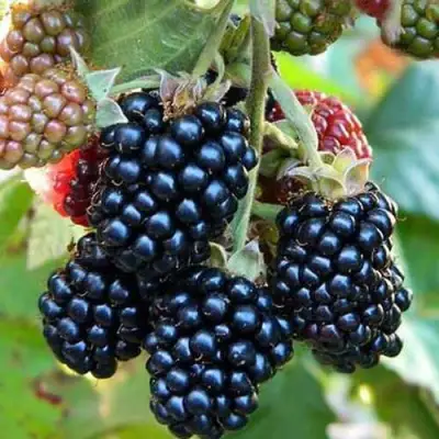 Ежевика ДЖАМБО бесшипная  в Колодищи