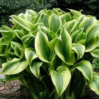 Хоста АУРЕОМАРГИНАТА в Колодищи