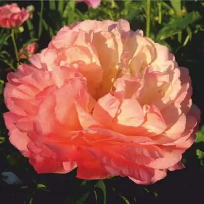 Пион КОРАЛ СУПРИМ травянистый в Колодищи