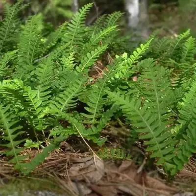 Многоножка обыкновенная в Колодищи