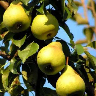 Груша НЕЖНОСТЬ колонновидная	 в Колодищи