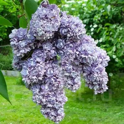 Сирень АМИ ШОТТ в Колодищи