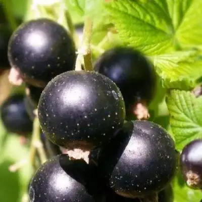 Смородина черная ЧЕРНООКАЯ в Колодищи