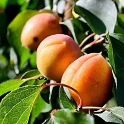 Абрикос БАЙ в Колодищи