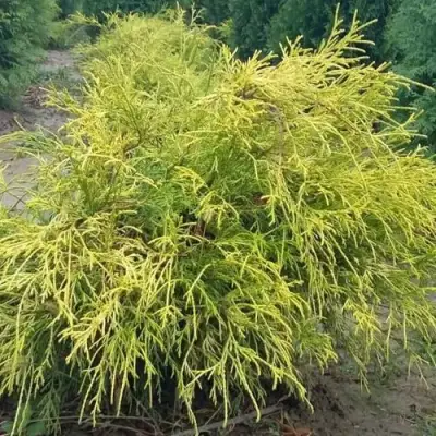 Кипарисовик ФИЛИФЕРА АУРЕА горохоплодный в Колодищи