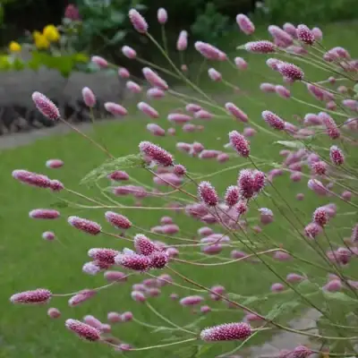 Кровохлебка РОК ЭНД РОЛЛ в Колодищи