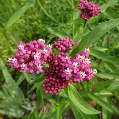 Ваточник МЯСО-КРАСНЫЙ в Колодищи