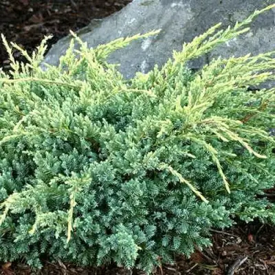 Можжевельник ХОЛГЕР чешуйчатый в Колодищи