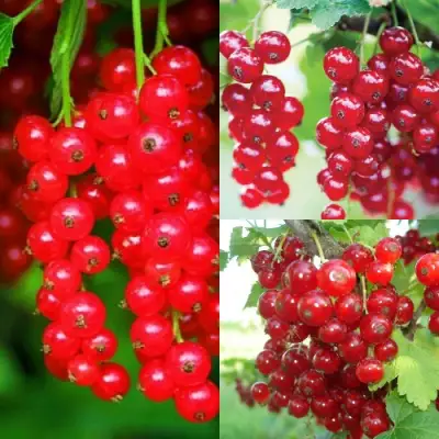 Комплект КРАСНЫЙ УРОЖАЙ в Колодищи