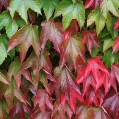 Девичий виноград тройчатый ВИЧИ в Колодищи