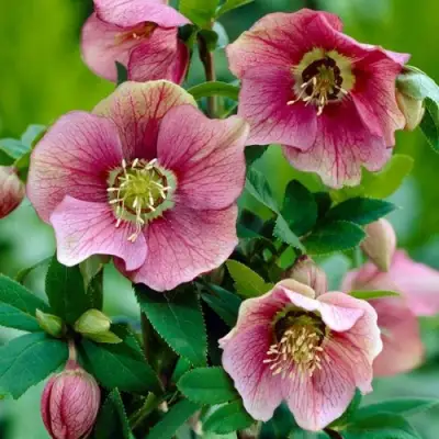 Морозник ВОСТОЧНЫЙ в Колодищи