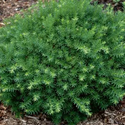 Тис ХИКСИ средний в Колодищи