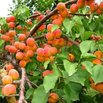 Абрикос ОТБОР АСТАХОВА в Колодищи