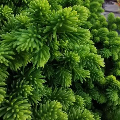 Ель ЛИТЛ ДЖЕМ обыкновенная в Колодищи