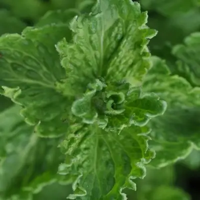 Мята КРИСПА в Колодищи