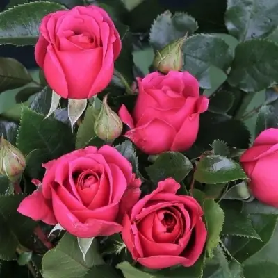 Роза ЛАВ ЛЕТТЕР флорибунда в Колодищи