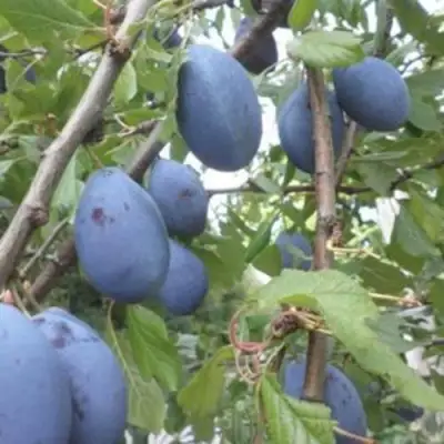 Слива ГИЛЬБЕРТ в Колодищи