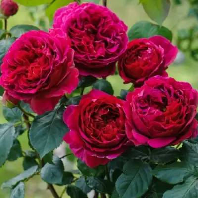 Роза КЕЙТ английская в Колодищи