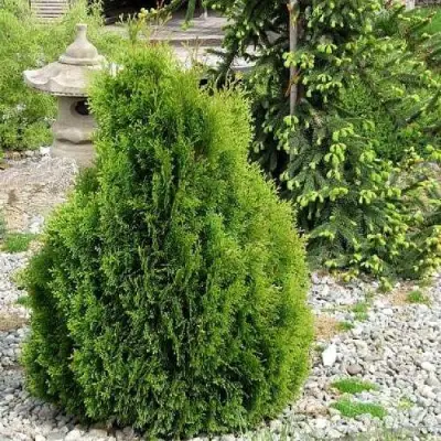 Туя МИКИ западная в Колодищи