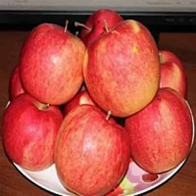 Яблоня ЛИГОЛ в Колодищи