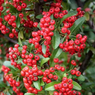 Пираканта РЕД КУИШОН в Колодищи