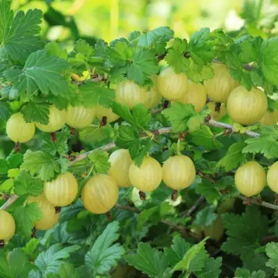 Крыжовник БЕРИЛЛ в Колодищи