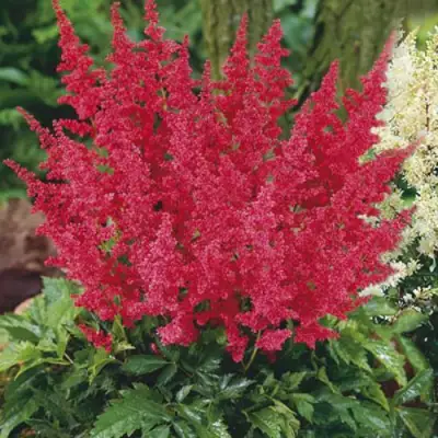 Астильба МОНТГОМЕРИ японская в Колодищи