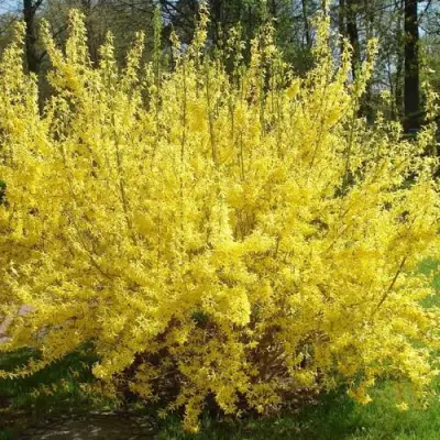 Форзиция ФОРЧУНА в Колодищи