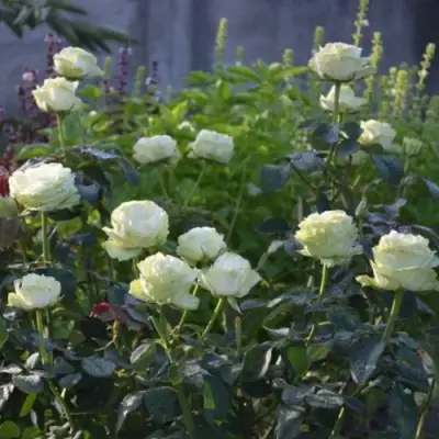 Роза ВАКАНА японская в Колодищи