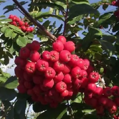 Рябина МОРАВСКАЯ сладкоплодная в Колодищи