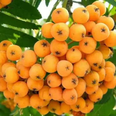 Рябина НЕВЕЖИНСКАЯ ЖЕЛТАЯ сладкоплодная в Колодищи