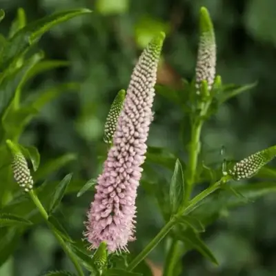 Вероника ФЕСТ ЧОЙС длиннолистная в Колодищи