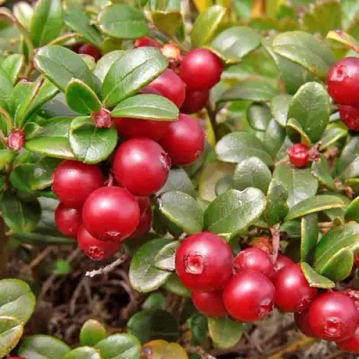 Брусника садовая АМЕРЛАНД в Колодищи