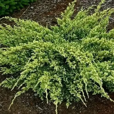 Можжевельник ДРИМ ДЖОЙ чешуйчатый в Колодищи