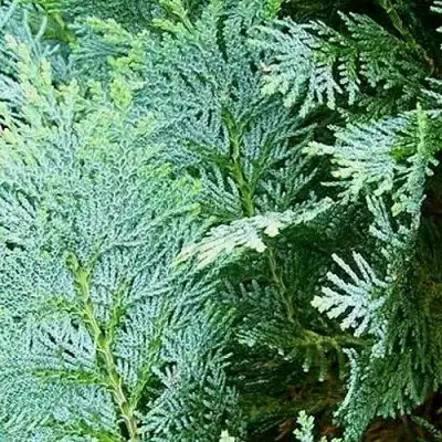 Кипарисовик КОЛУМНАРИС лавсона в Колодищи