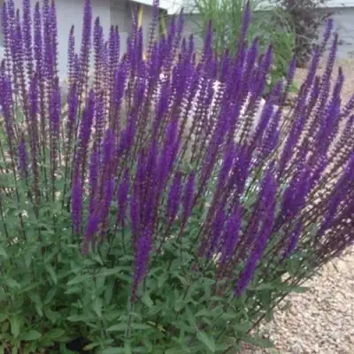 Шалфей КАРАДОНА в Колодищи