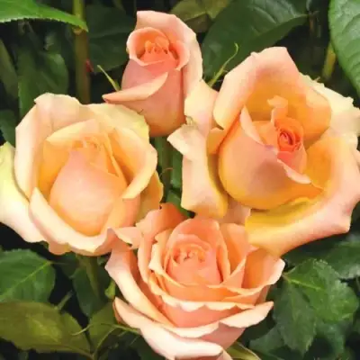 Роза ВЕРСИЛИЯ чайно-гибридная в Колодищи