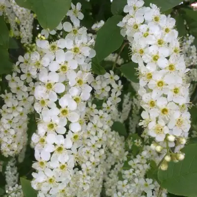 Черемуха САМОПЛОДНАЯ в Колодищи