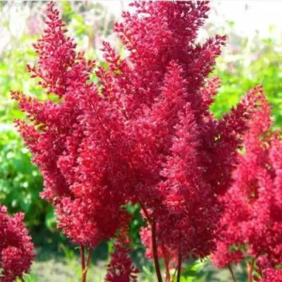 Астильба СКАЙСКРЕЙПЕР китайская в Колодищи