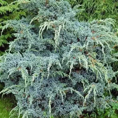 Можжевельник БЛЮ АЛЬПС китайский  в Колодищи