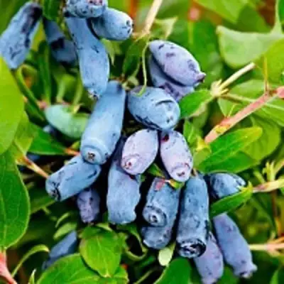 Жимолость съедобная БАКЧАРСКИЙ ВЕЛИКАН в Колодищи