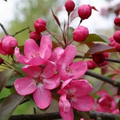 Яблоня РУДОЛЬФ декоративная  в Колодищи