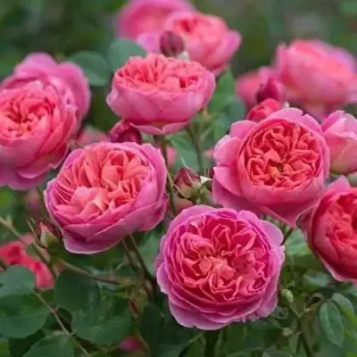 Роза БЕНДЖАМИН БРИТТЕН шраб в Колодищи