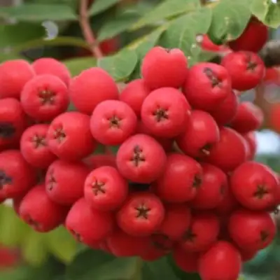 Рябина АЛАЯ КРУПНАЯ сладкоплодная в Колодищи