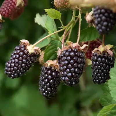 Ежемалина БОЙСЕНБЕРРИ в Колодищи